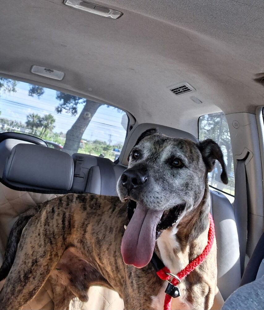 Doc, Adoptable, Senior Male Hound.