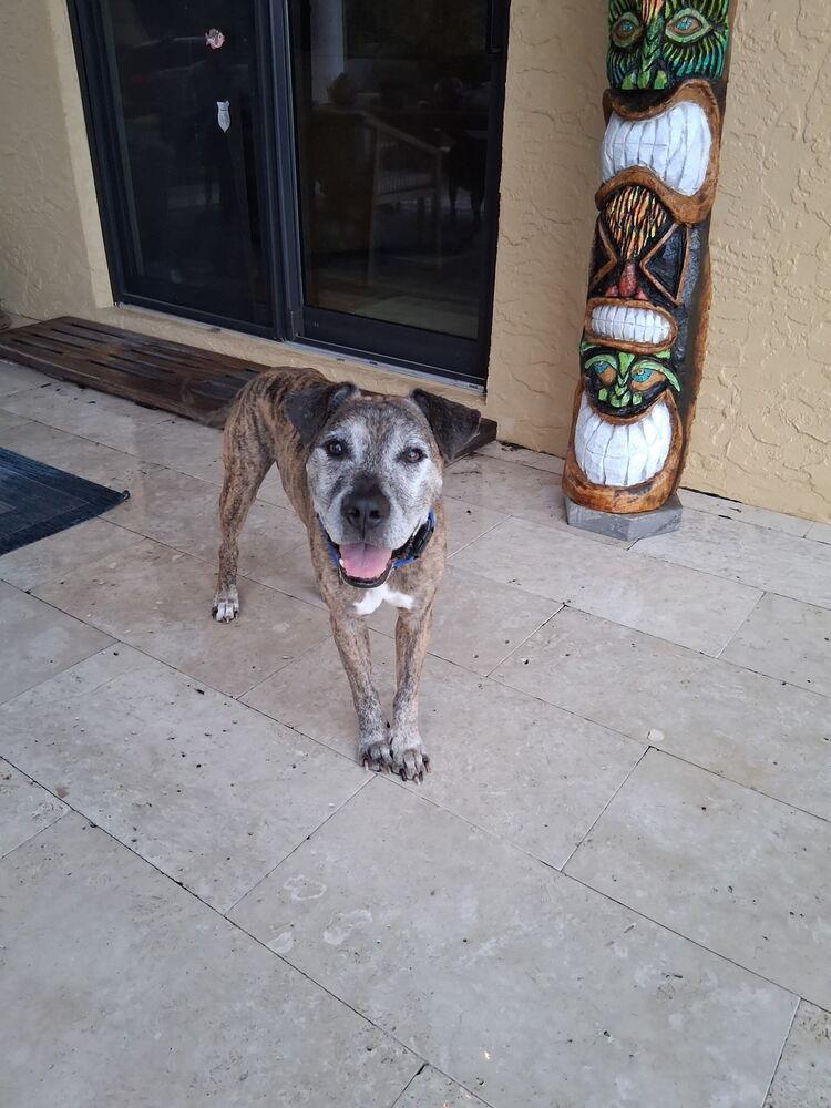 Doc, a Adoptable Hound in Melbourne Beach, FL image 3/5