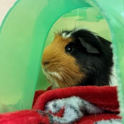 Enlarge Chattermax(Bonded w Biscuits), a Adoptable mixed breed in Voorhees, NJ image 1/1