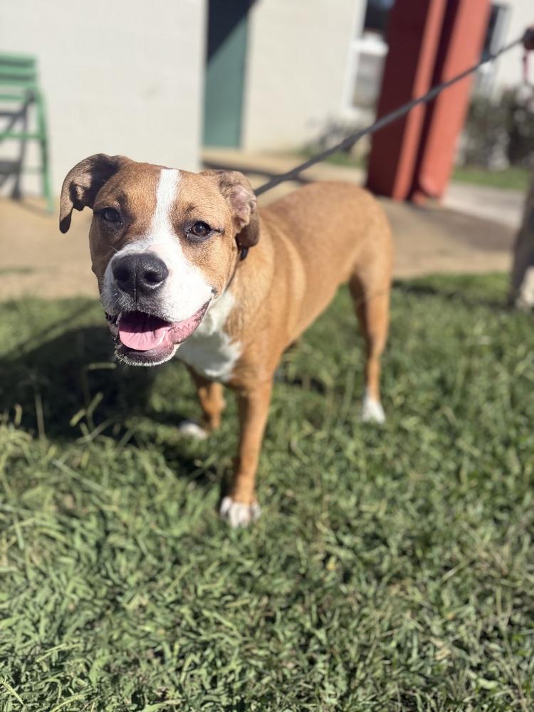 Rocky 25D-166, a Adoptable mixed breed in Corinth, MS image 1/6