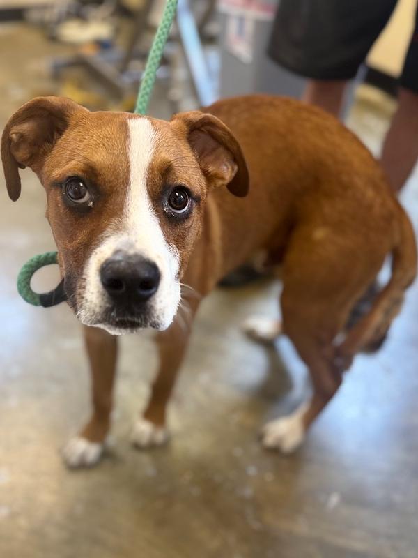 Enlarge Rocky 25D-166, a Adoptable mixed breed in Corinth, MS image 2/4