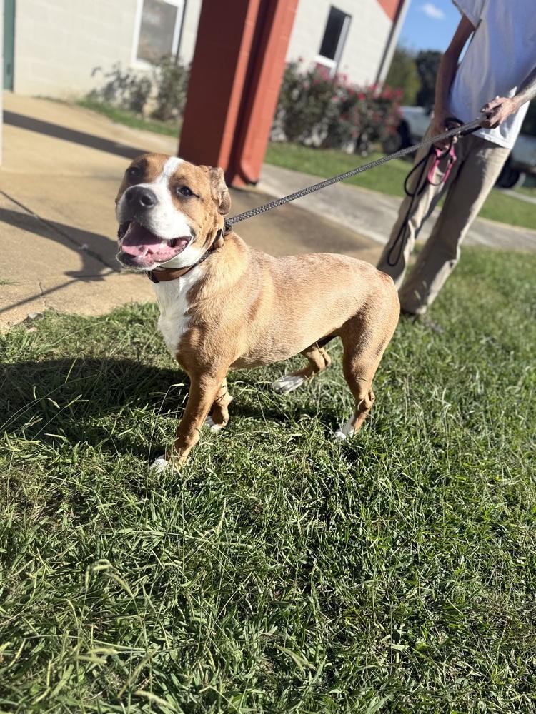 Enlarge Rocky 25D-166, a Adoptable mixed breed in Corinth, MS image 3/4