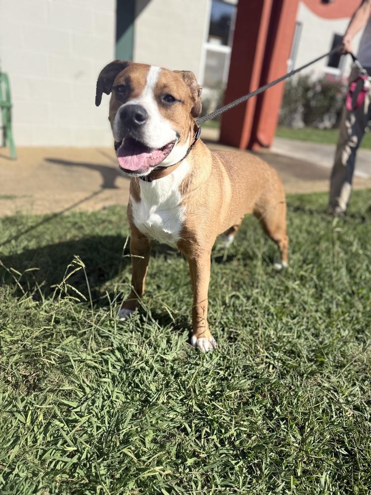 Rocky 25D-166, a Adoptable mixed breed in Corinth, MS image 5/6