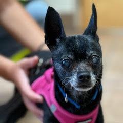 Pippin--Comes with Vet Care Support for Life!, Senior Female unknown