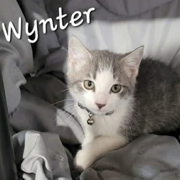 Wynter, Adoptable, Kitten Male Domestic Long Hair.