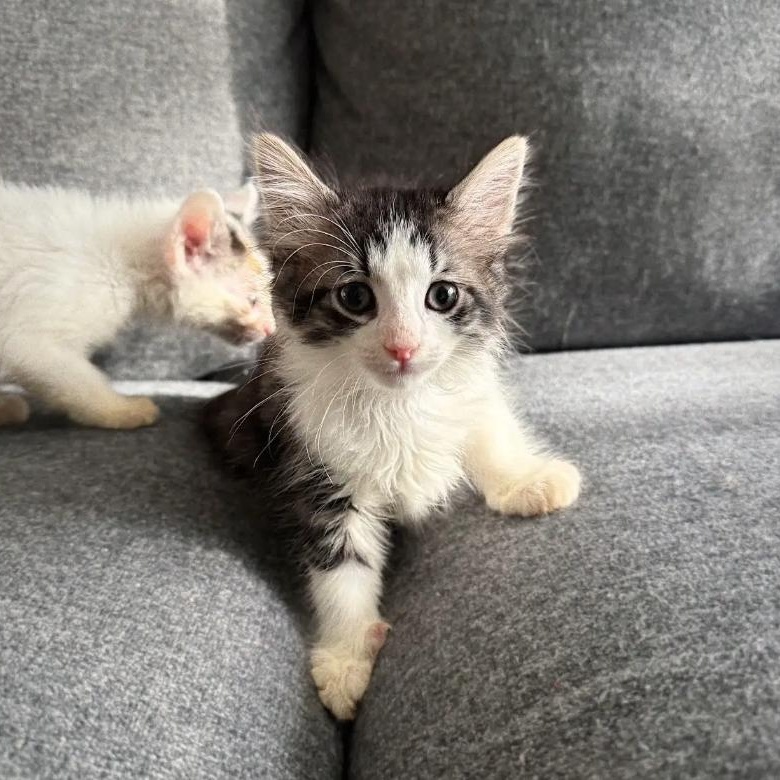 Chunkamunk, a ADOPTABLE Domestic Long Hair in LEETONIA, OH image 1/4