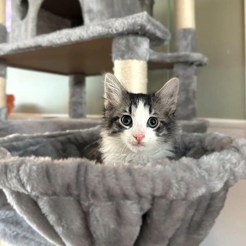 Chunkamunk, a ADOPTABLE Domestic Long Hair in LEETONIA, OH image 2/4
