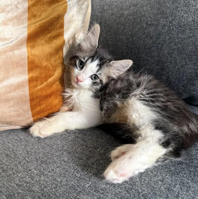 Chunkamunk, a ADOPTABLE Domestic Long Hair in LEETONIA, OH image 4/4