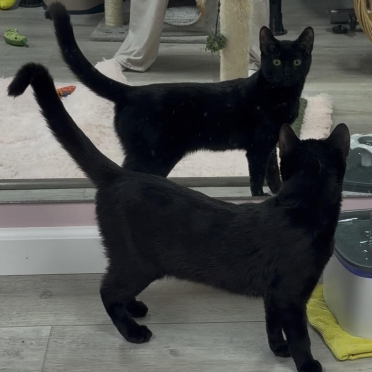 Enlarge Mystery, an adopted American Shorthair in Highland Park, NJ image 1/2