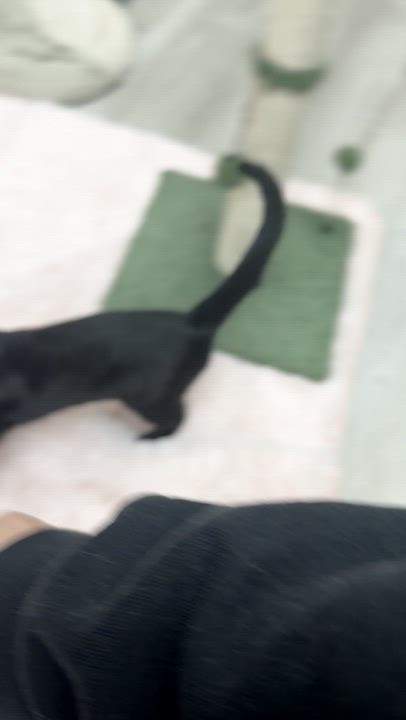 Enlarge Mystery, an adopted American Shorthair in Highland Park, NJ video 2/2