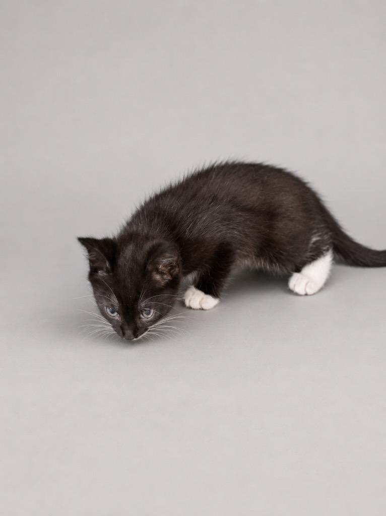 White Toes, Adoptable, Kitten Female Domestic Short Hair.