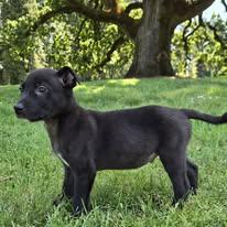 Lil Wayne, ADOPTABLE, Puppy Male Black Labrador Retriever.