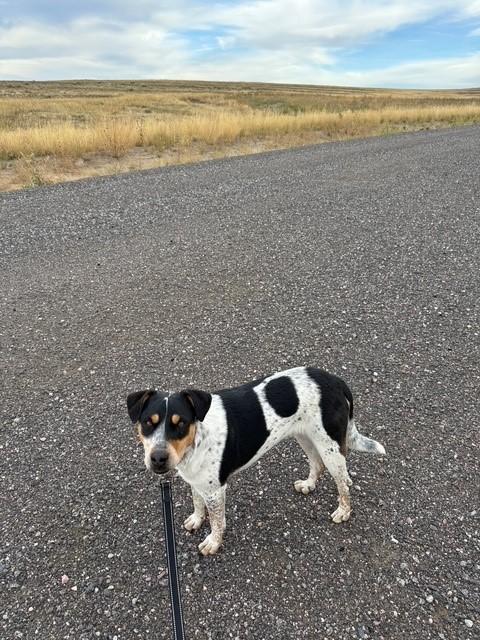 Baby, Adoptable, Young Male Australian Cattle Dog / Blue Heeler.