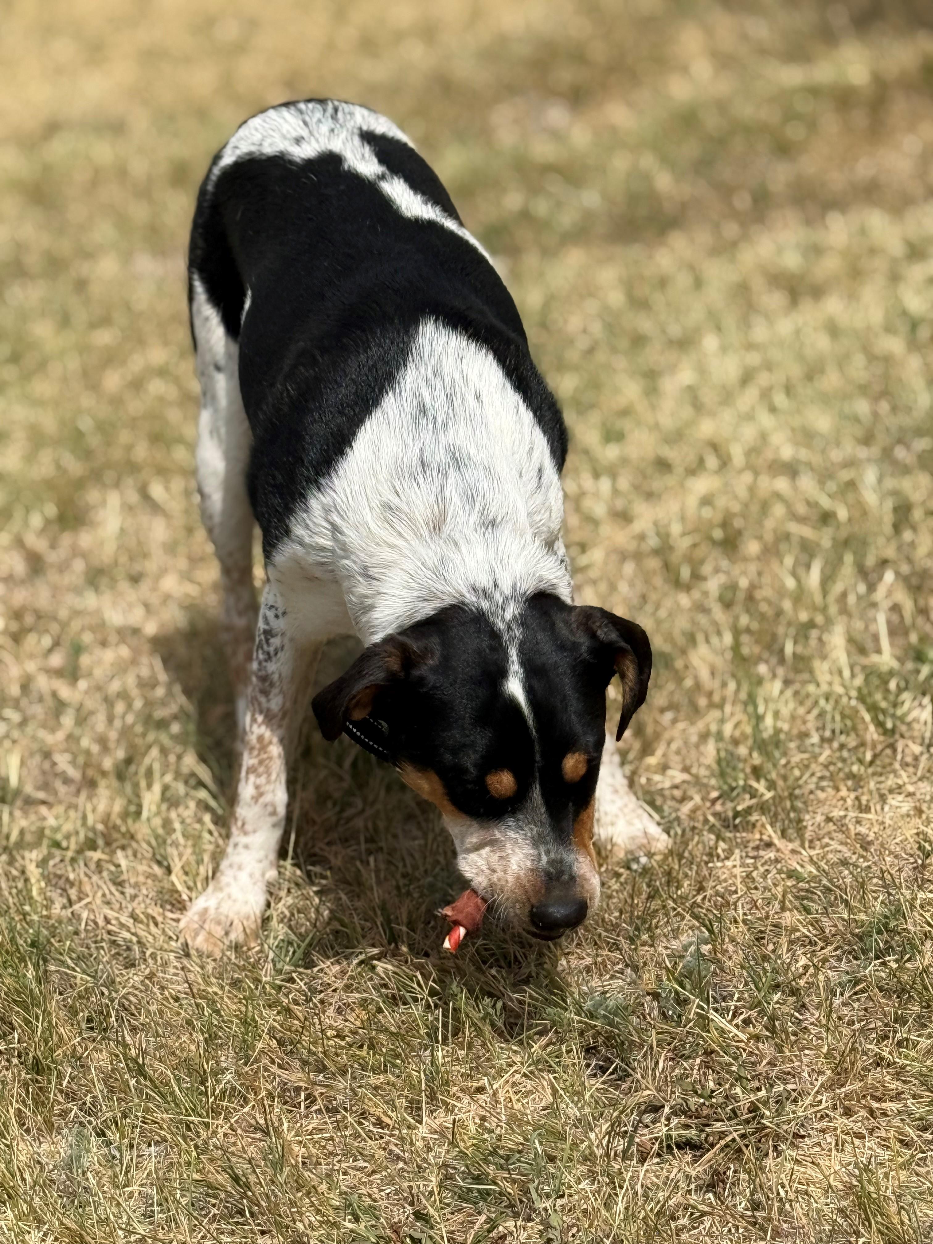 Baby, a Adoptable mixed breed in Kiowa, CO image 2/6