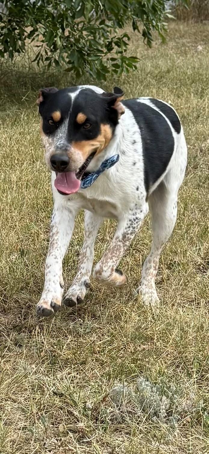 Baby, a Adoptable mixed breed in Kiowa, CO image 3/6