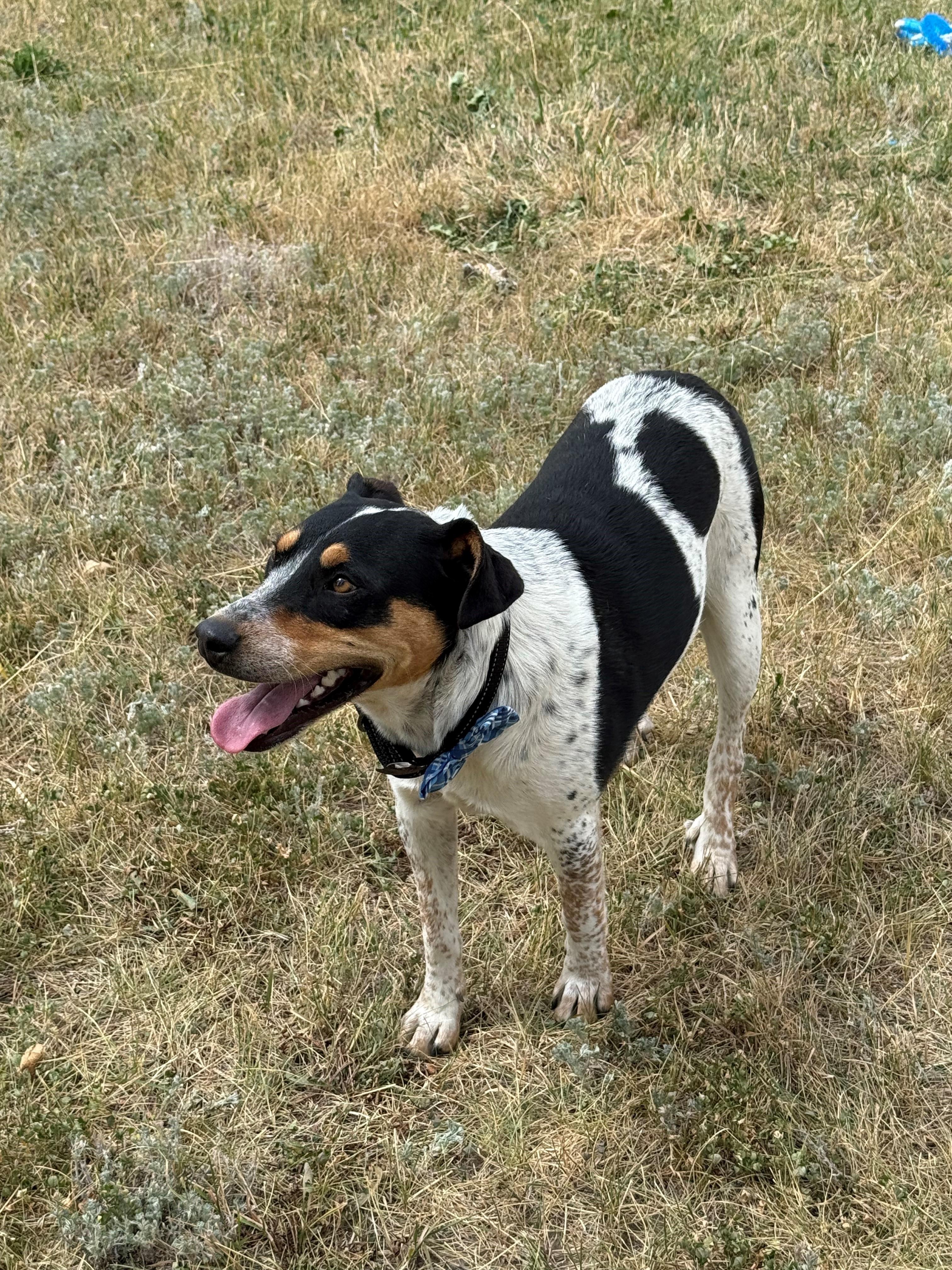 Baby, a Adoptable mixed breed in Kiowa, CO image 4/6