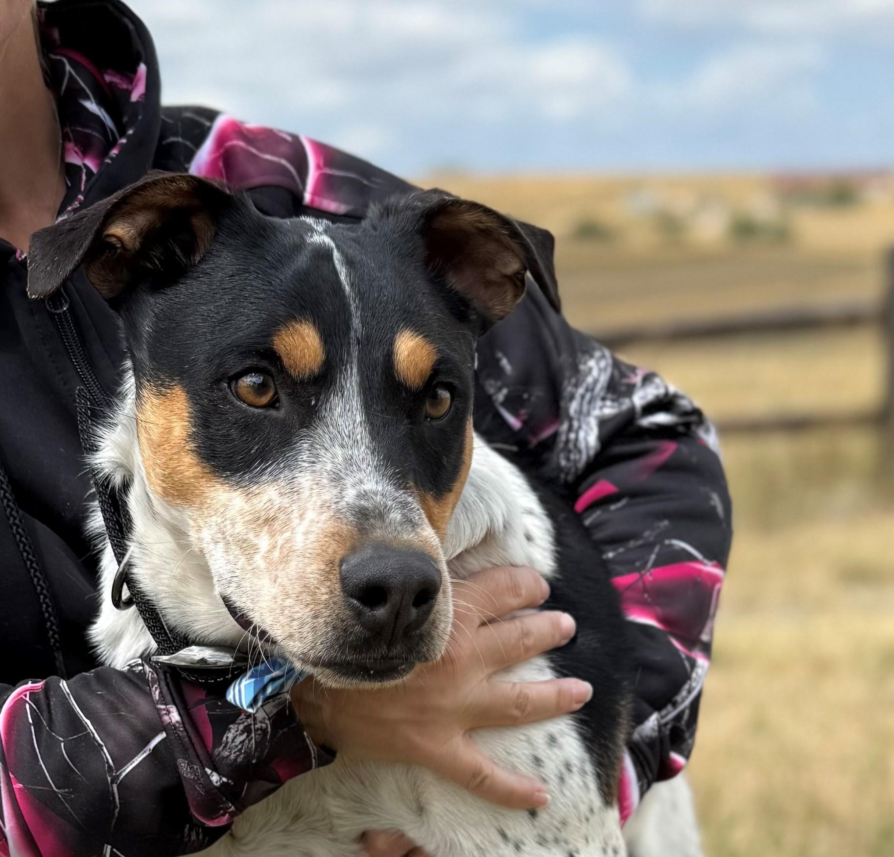 Baby, a Adoptable mixed breed in Kiowa, CO image 5/6