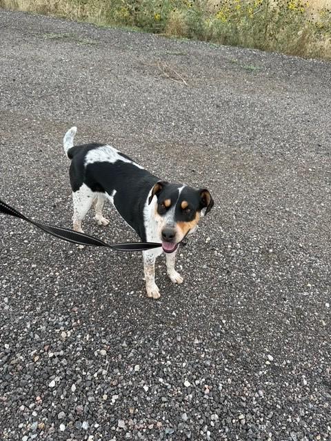 Baby, a Adoptable mixed breed in Kiowa, CO image 6/6