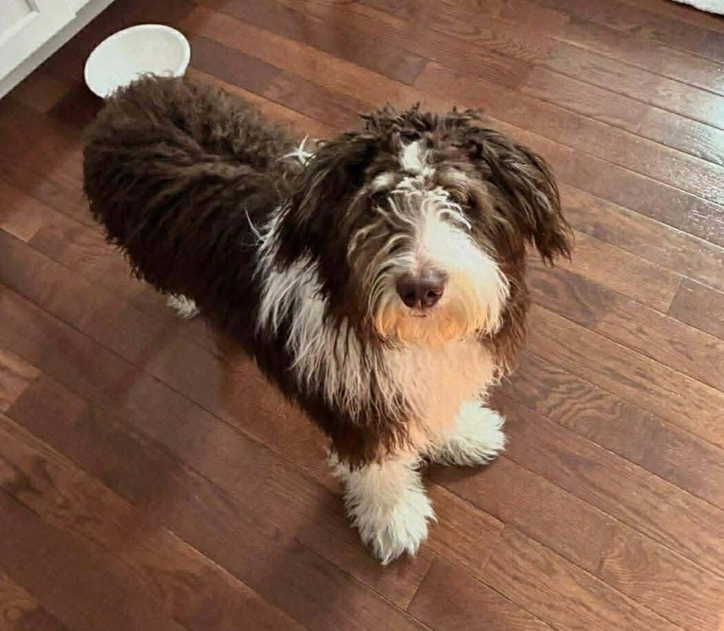 Enlarge Lee, a Adopted mixed breed in Fenton, MO image 1/1