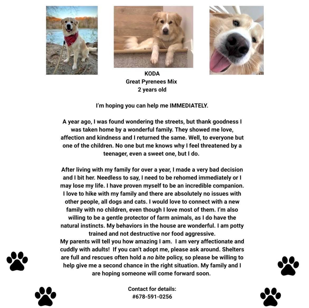 Enlarge Koda, a Adopted mixed breed in Marietta, GA image 1/1