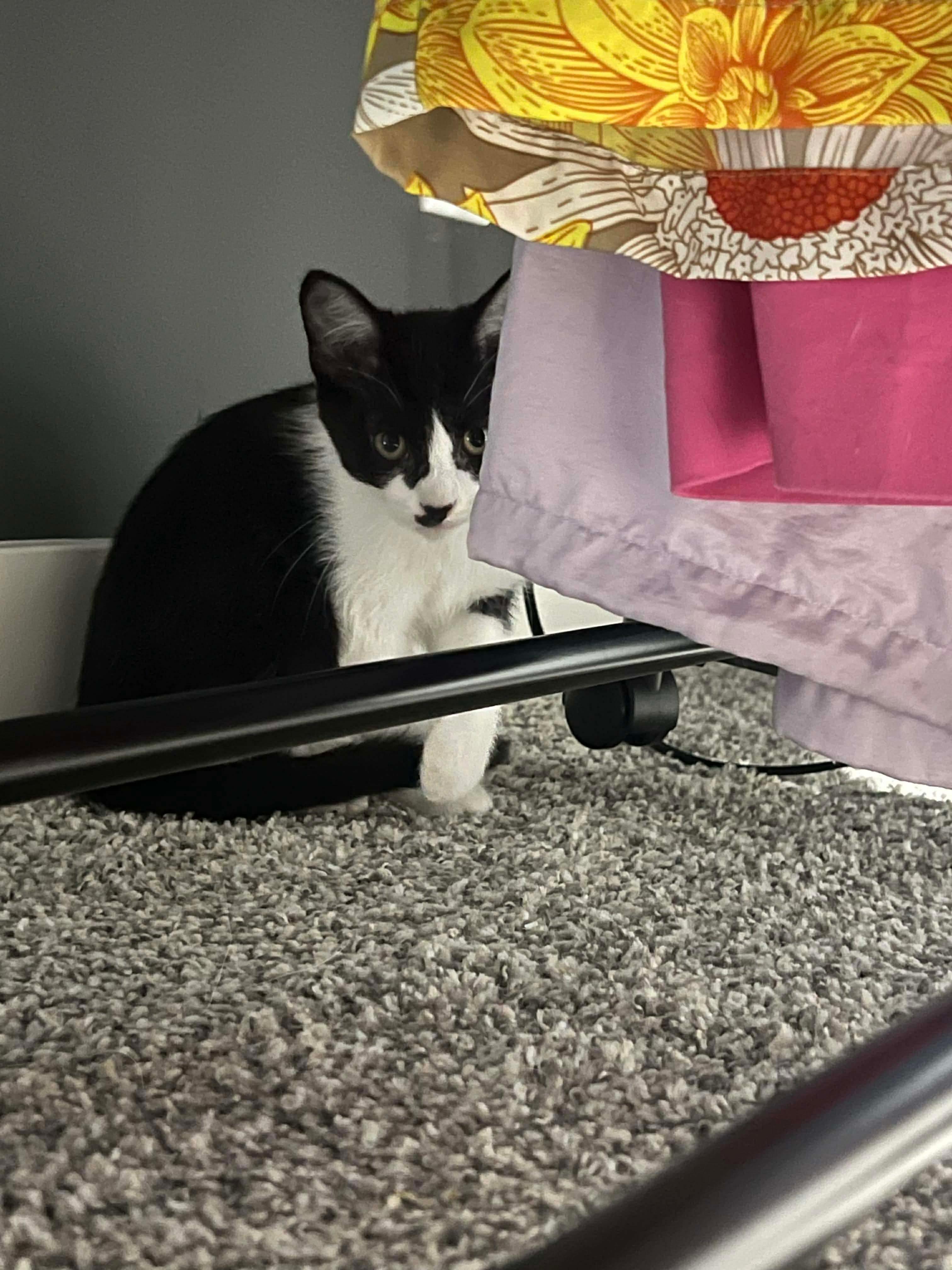 Perry, a ADOPTABLE Domestic Short Hair in Sioux Falls, SD image 1/2