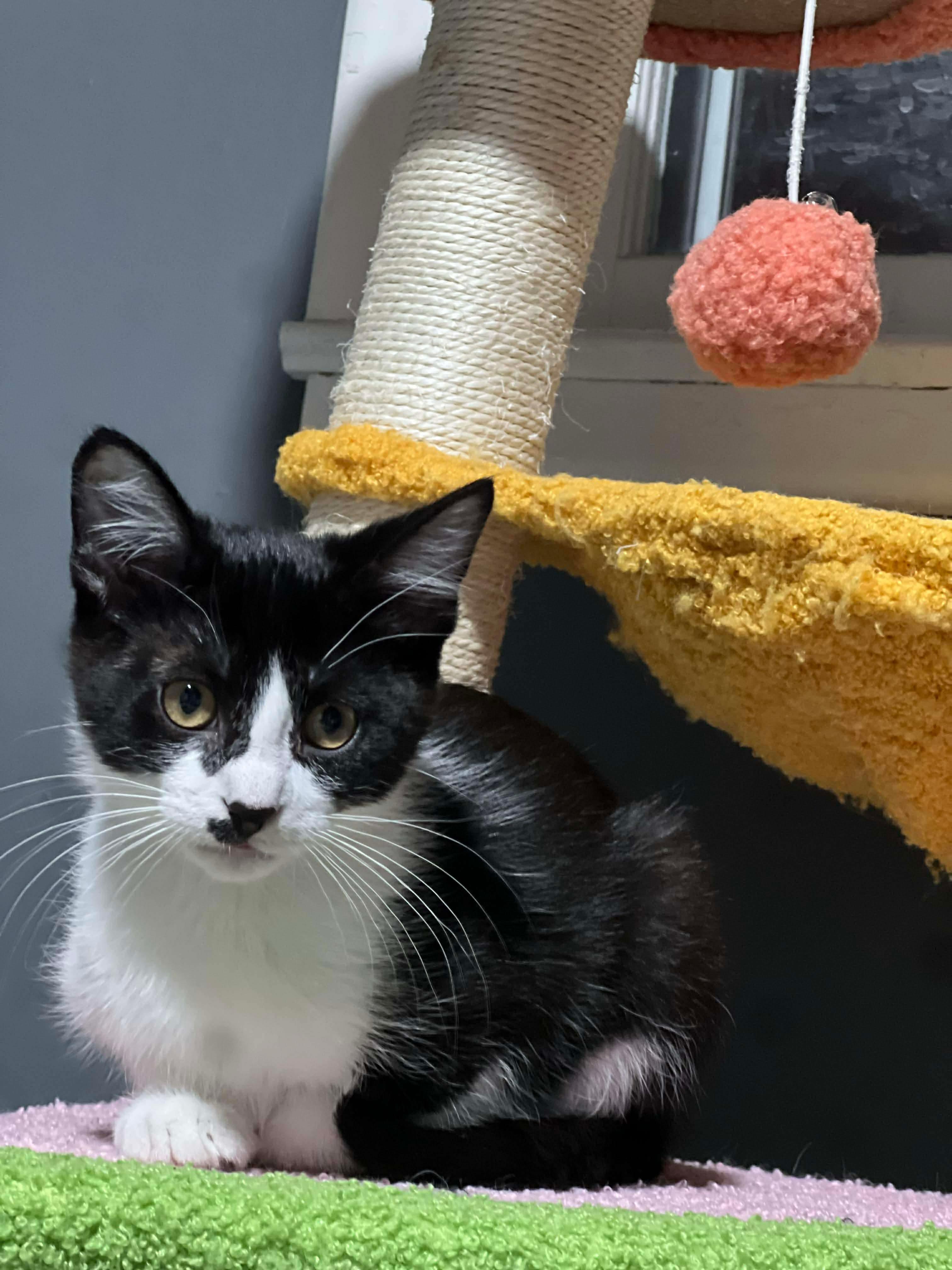 Perry, a ADOPTABLE Domestic Short Hair in Sioux Falls, SD image 2/2