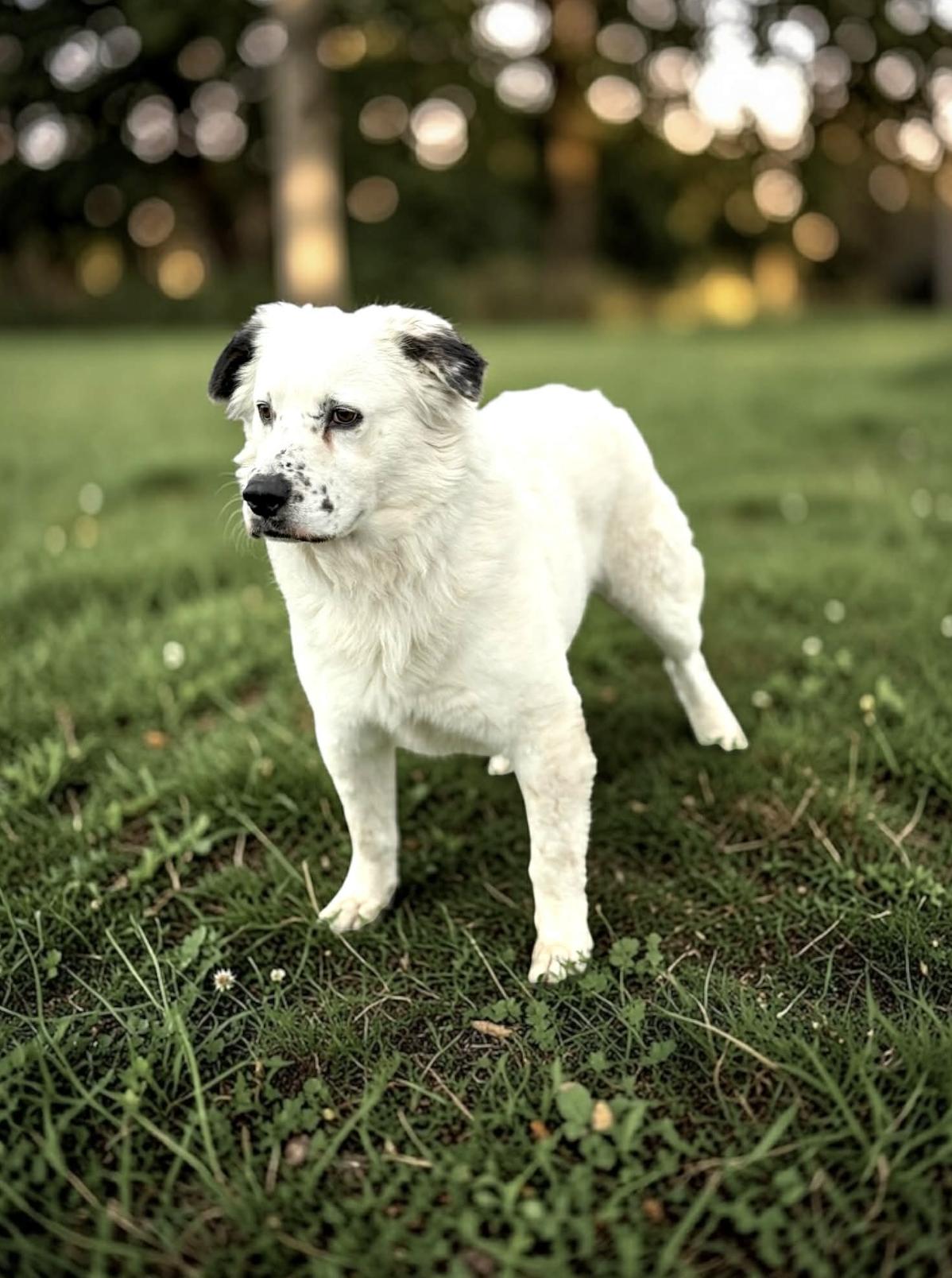 Enlarge JD, a Adoptable mixed breed in Ridgefield, NJ image 4/6