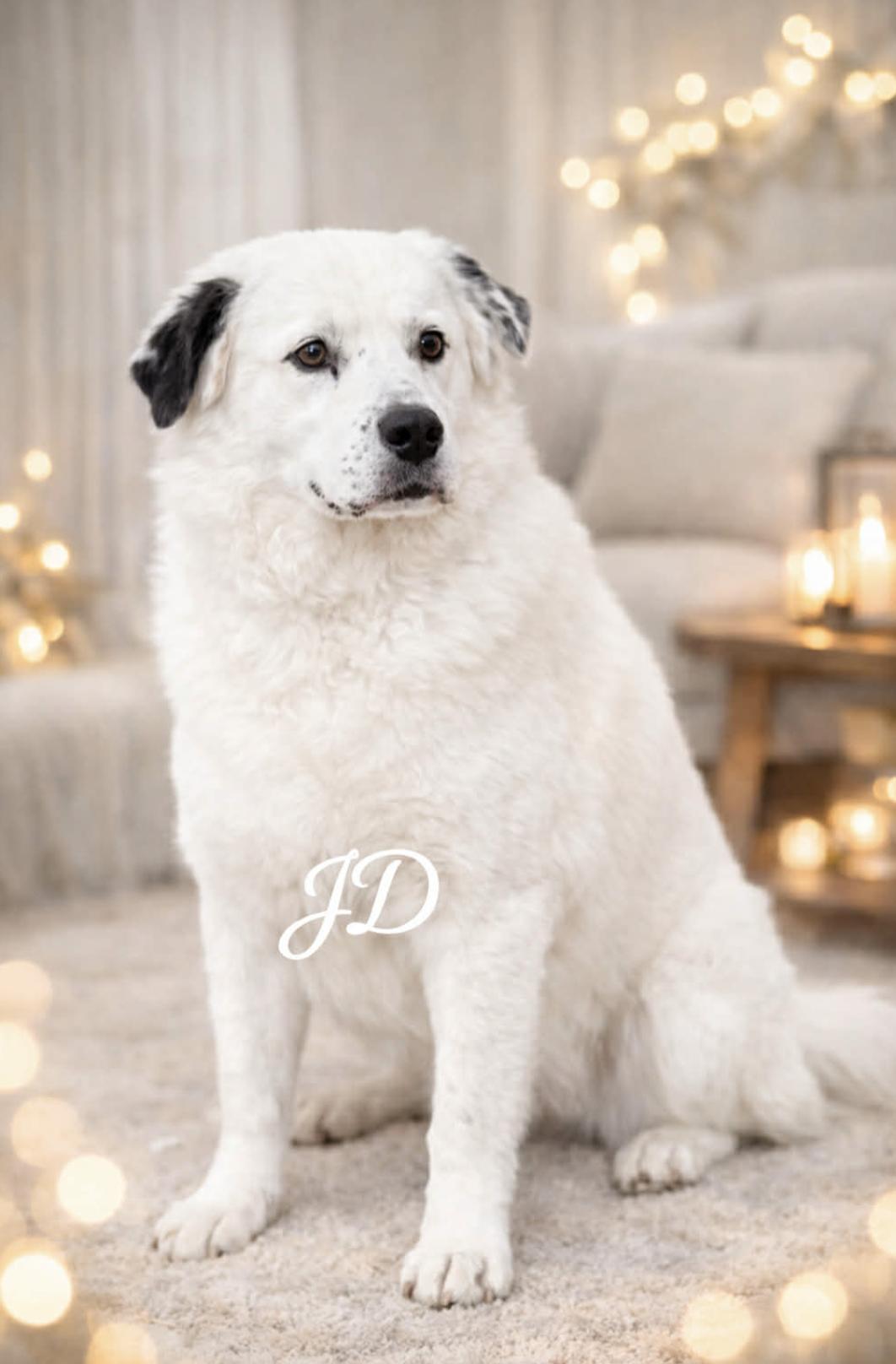 Enlarge JD, a Adoptable mixed breed in Ridgefield, NJ image 3/6