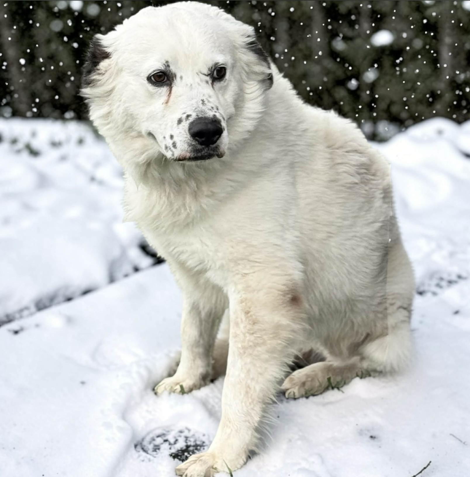 Enlarge JD, a Adoptable mixed breed in Ridgefield, NJ image 5/6