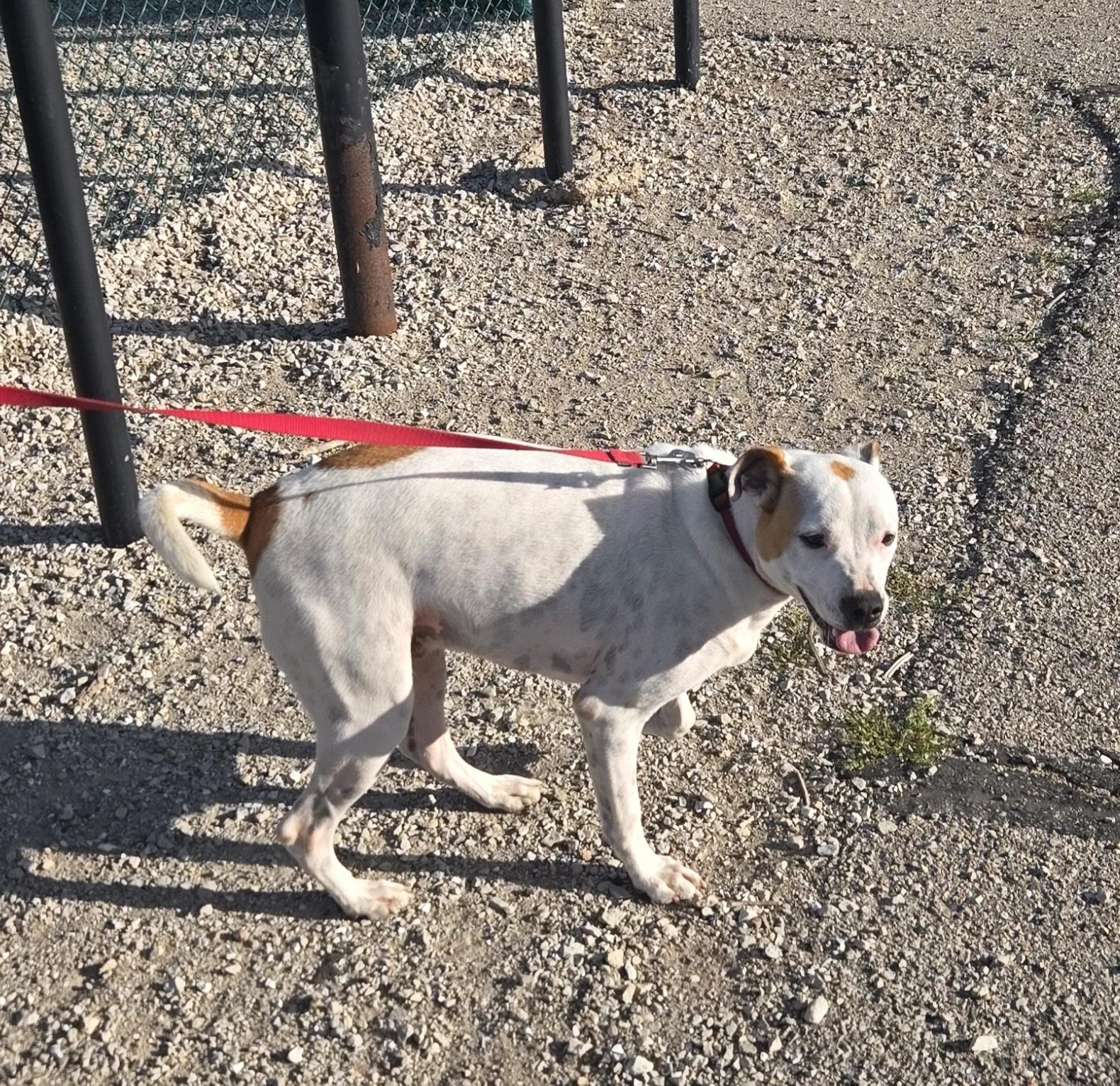Max, a Adoptable mixed breed in Union Grove, WI image 1/3