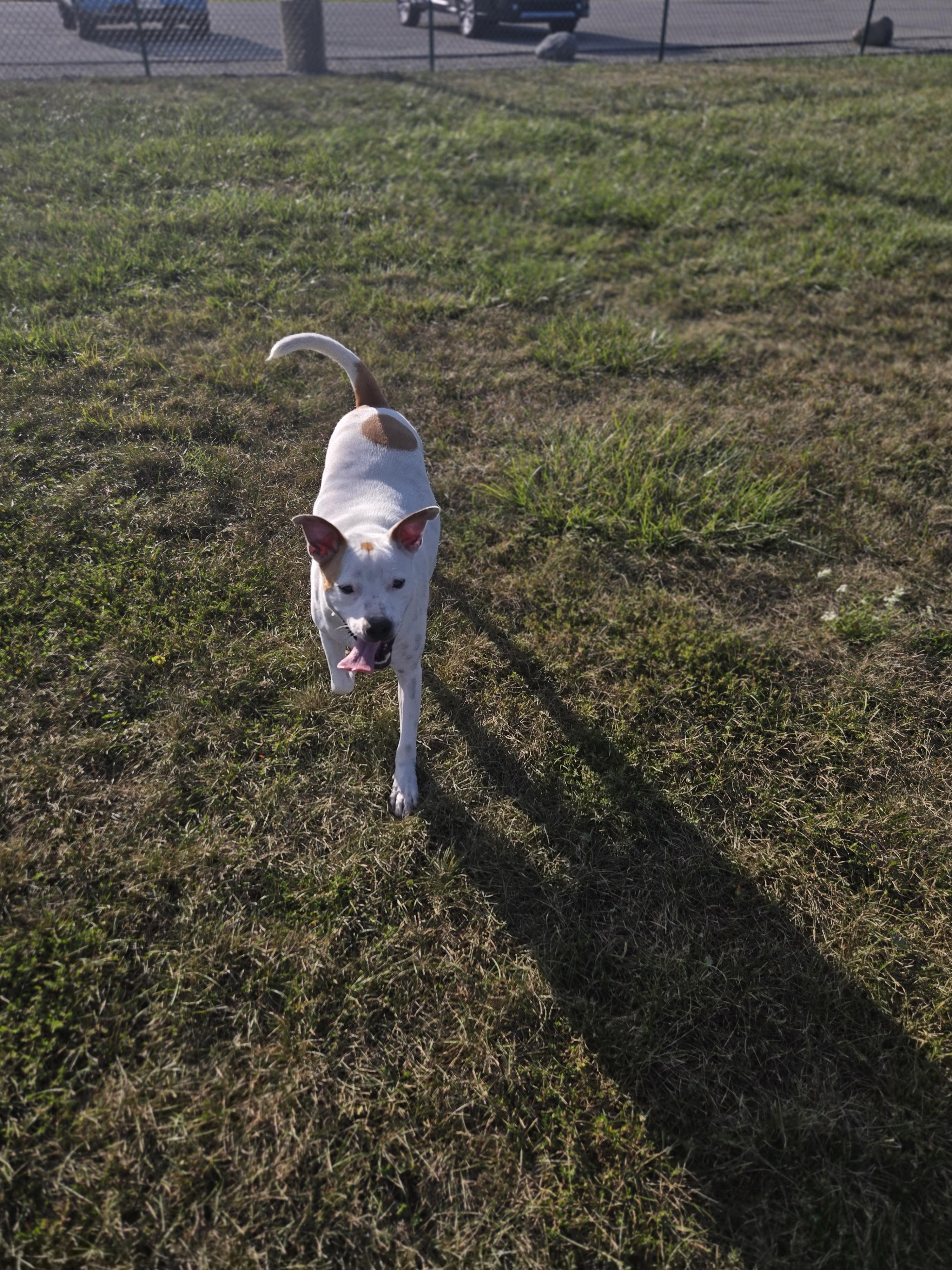 Max, a Adoptable mixed breed in Union Grove, WI image 3/3