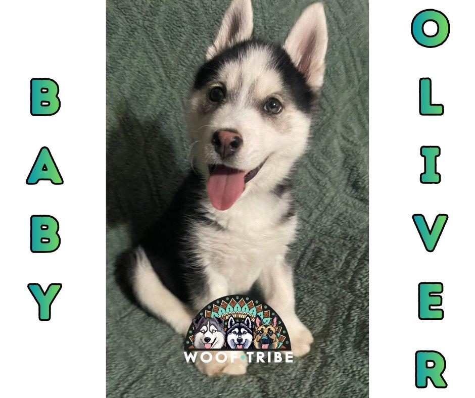 🩵 Baby Oliver 🩵, ADOPTABLE, Puppy Male Siberian Husky.