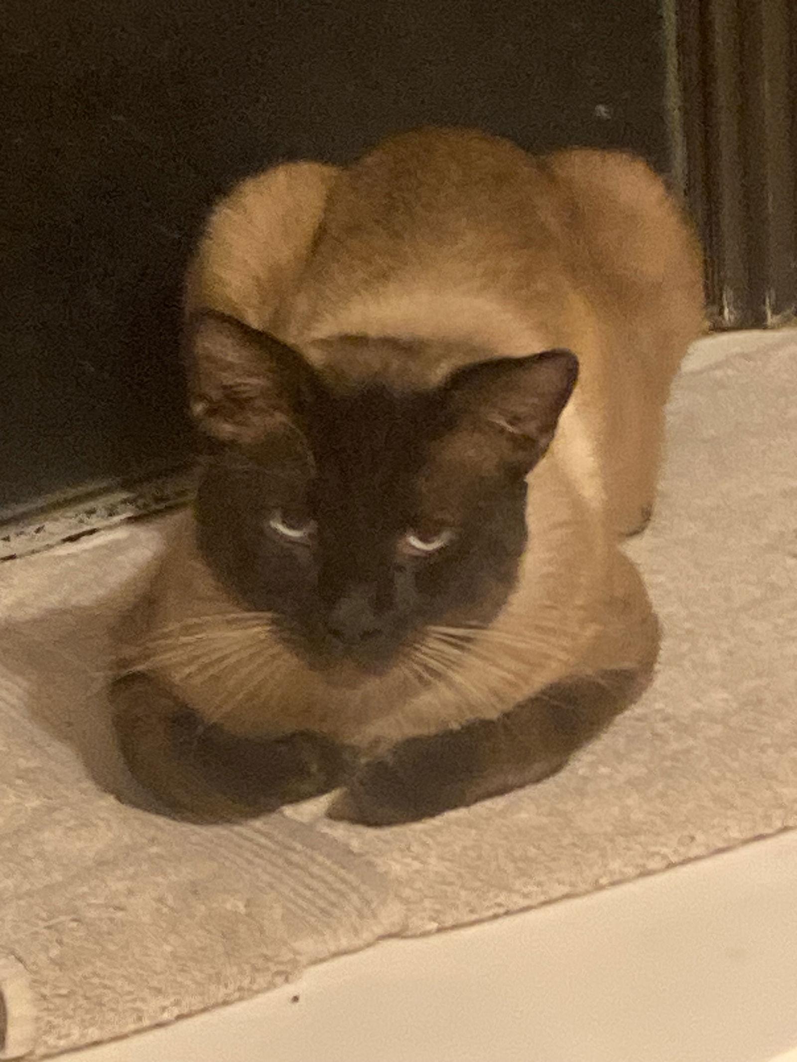 Eros Valentino, Adopted, Adult Male Siamese & Manx.