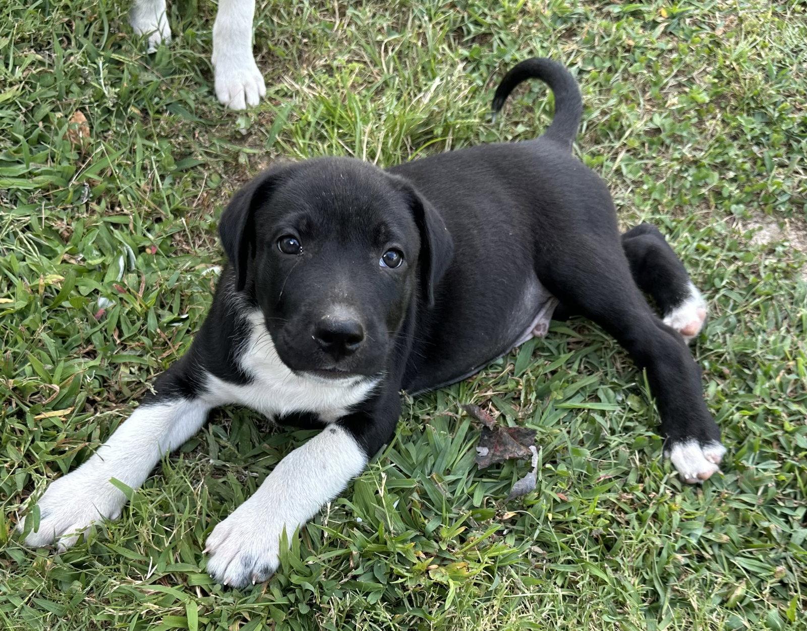 “Oreo” O's (NKA Ryder), Adopted, Puppy Male Hound & Labrador Retriever.