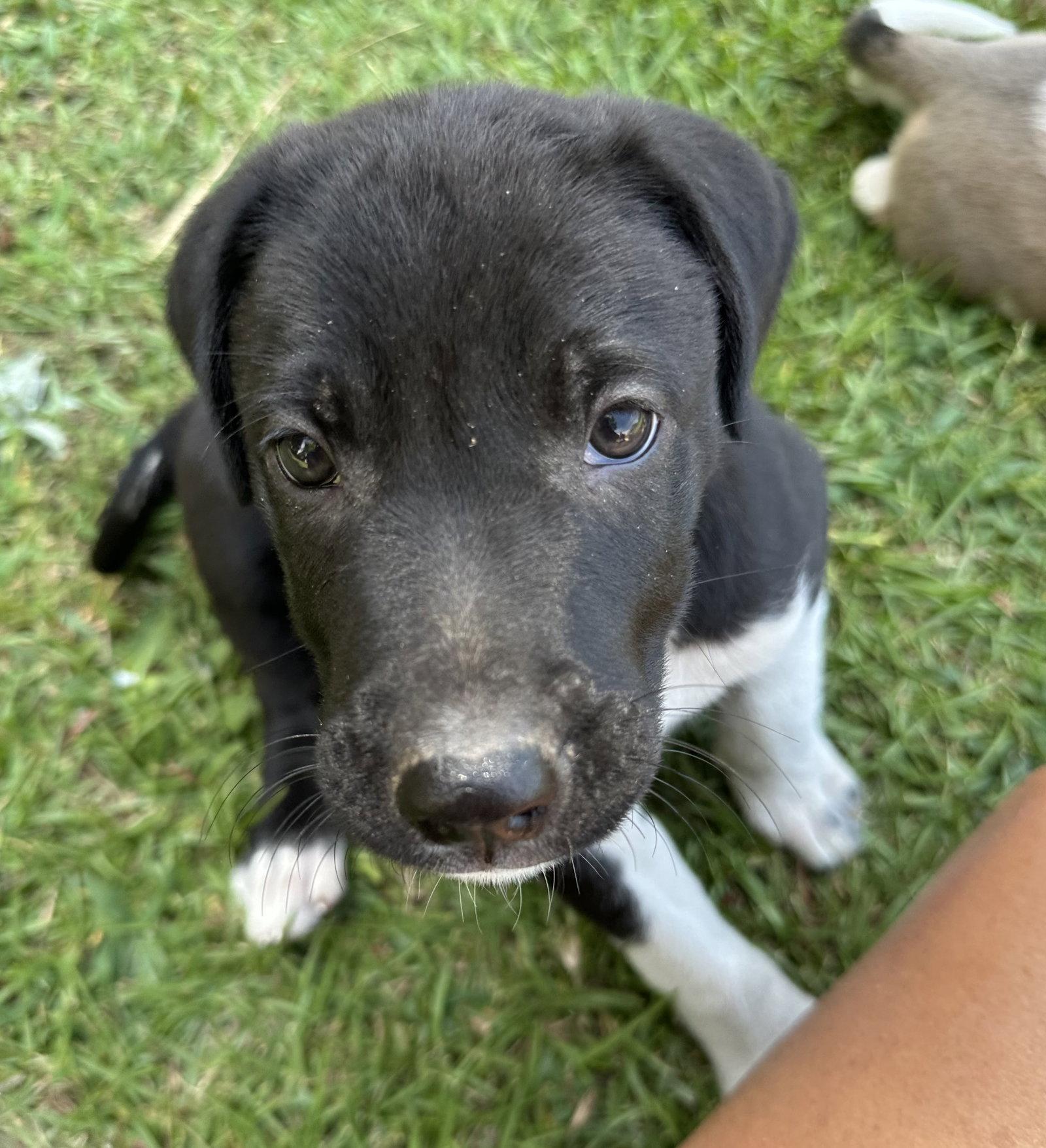 Enlarge “Oreo” O's (NKA Ryder), a Adopted mixed breed in Garner, NC image 2/3