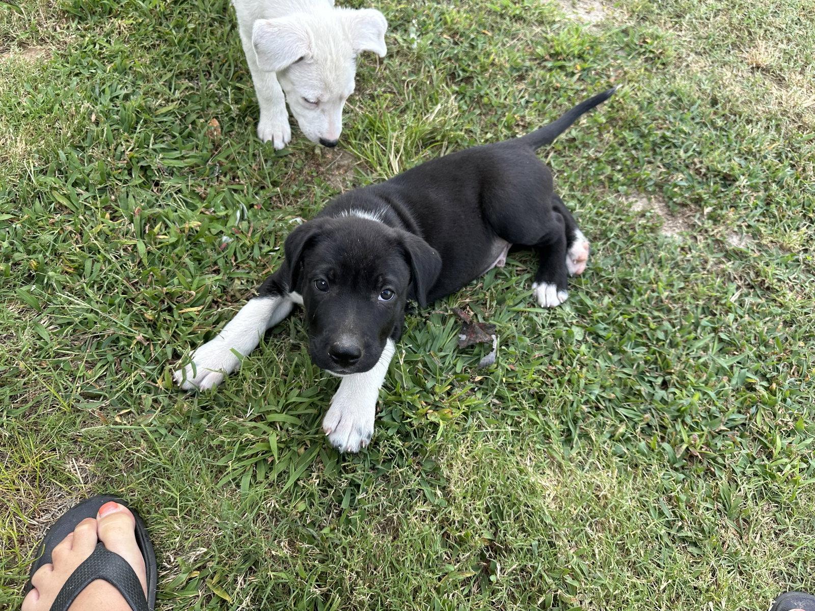 Enlarge “Oreo” O's (NKA Ryder), a Adopted mixed breed in Garner, NC image 3/3