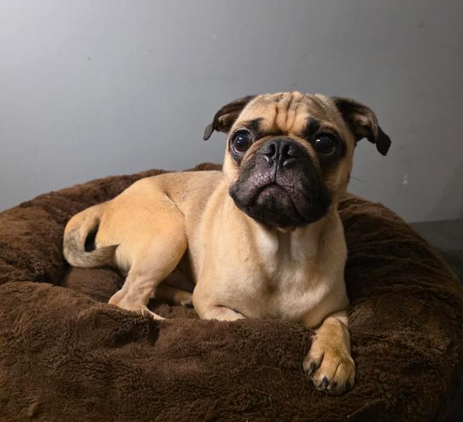 Enlarge Polo, an adopted mixed breed in Seattle, WA image 2/6