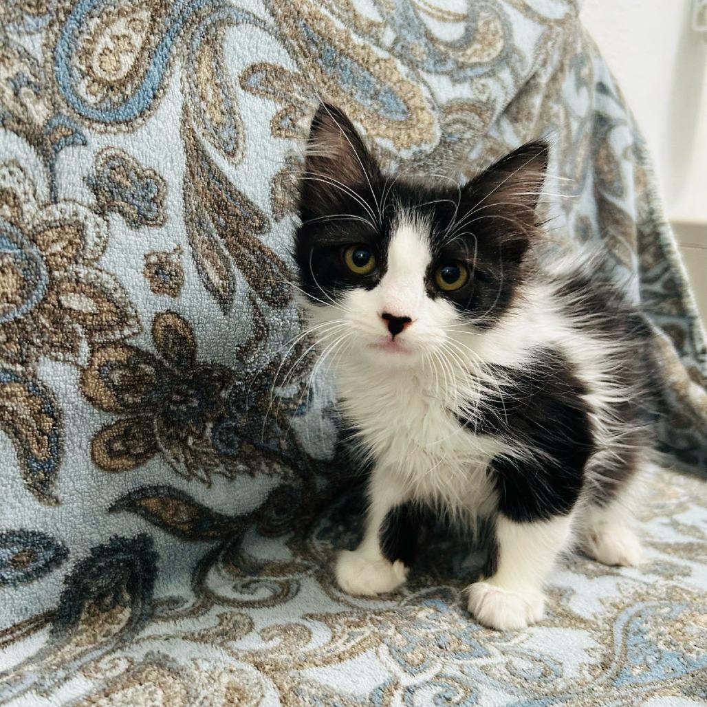 Charcoal, Adoptable, Young Female Domestic Medium Hair.