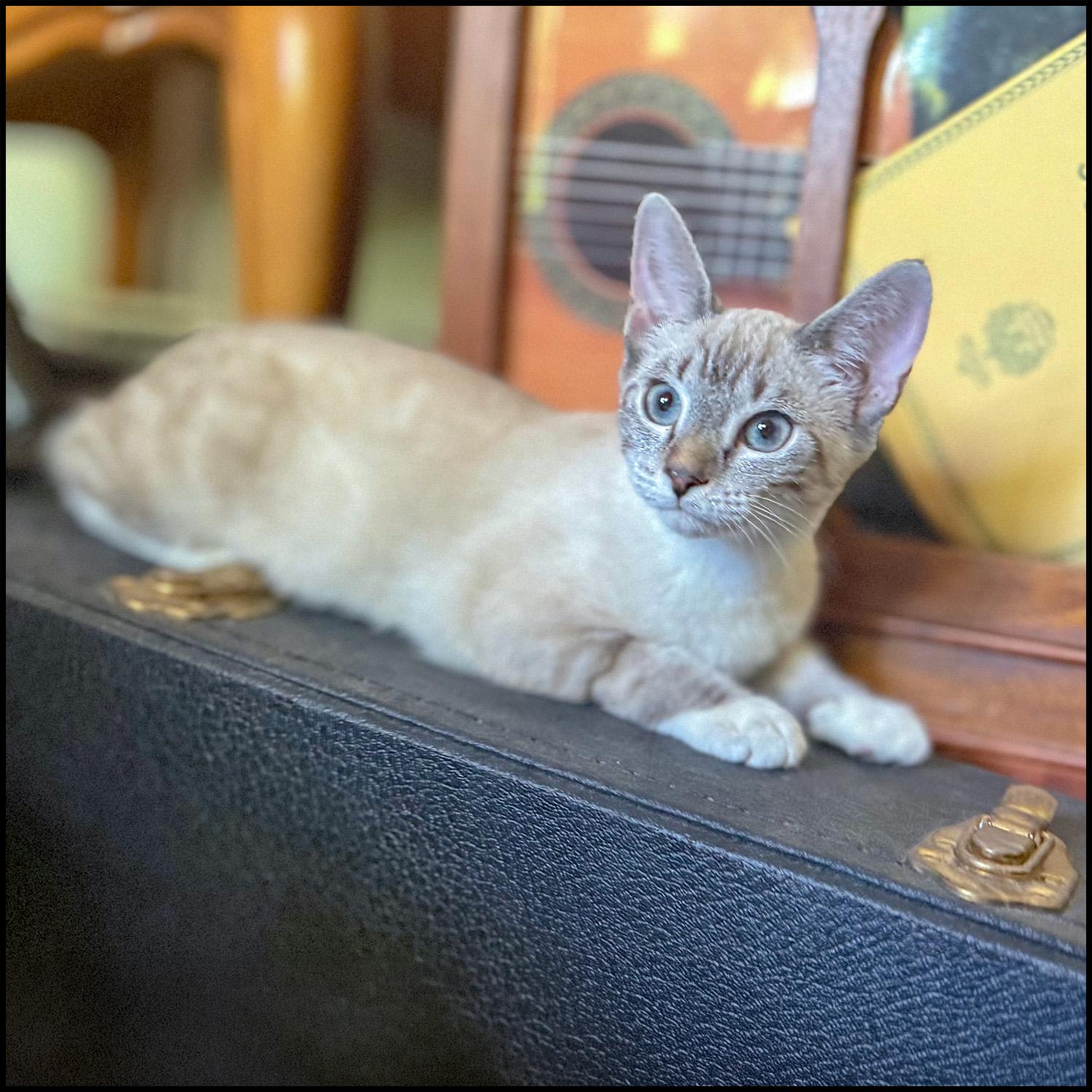 Enlarge Elsa, a ADOPTABLE mixed breed in Roswell, GA image 4/4
