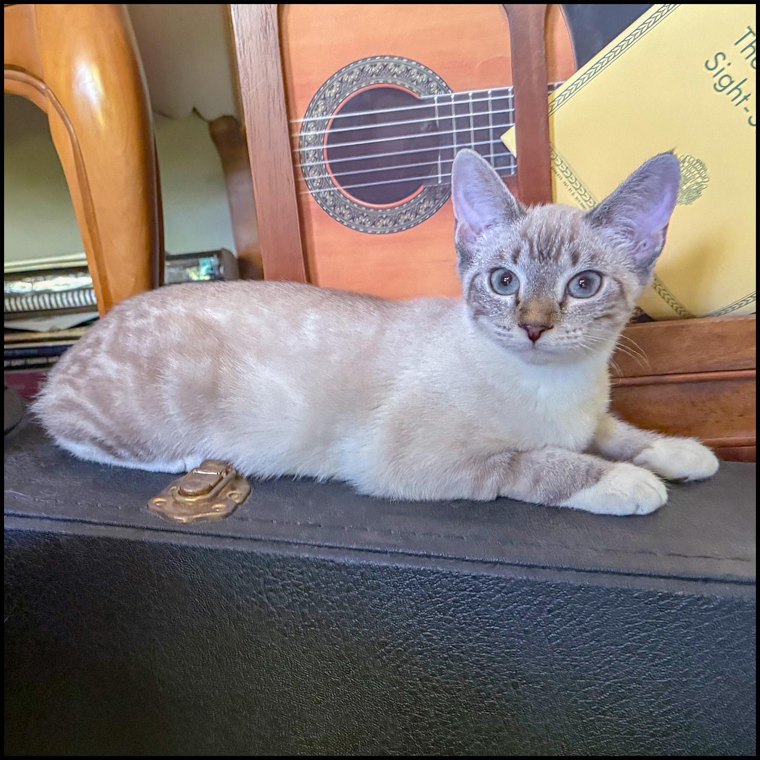 Enlarge Elsa, a ADOPTABLE mixed breed in Roswell, GA image 3/4