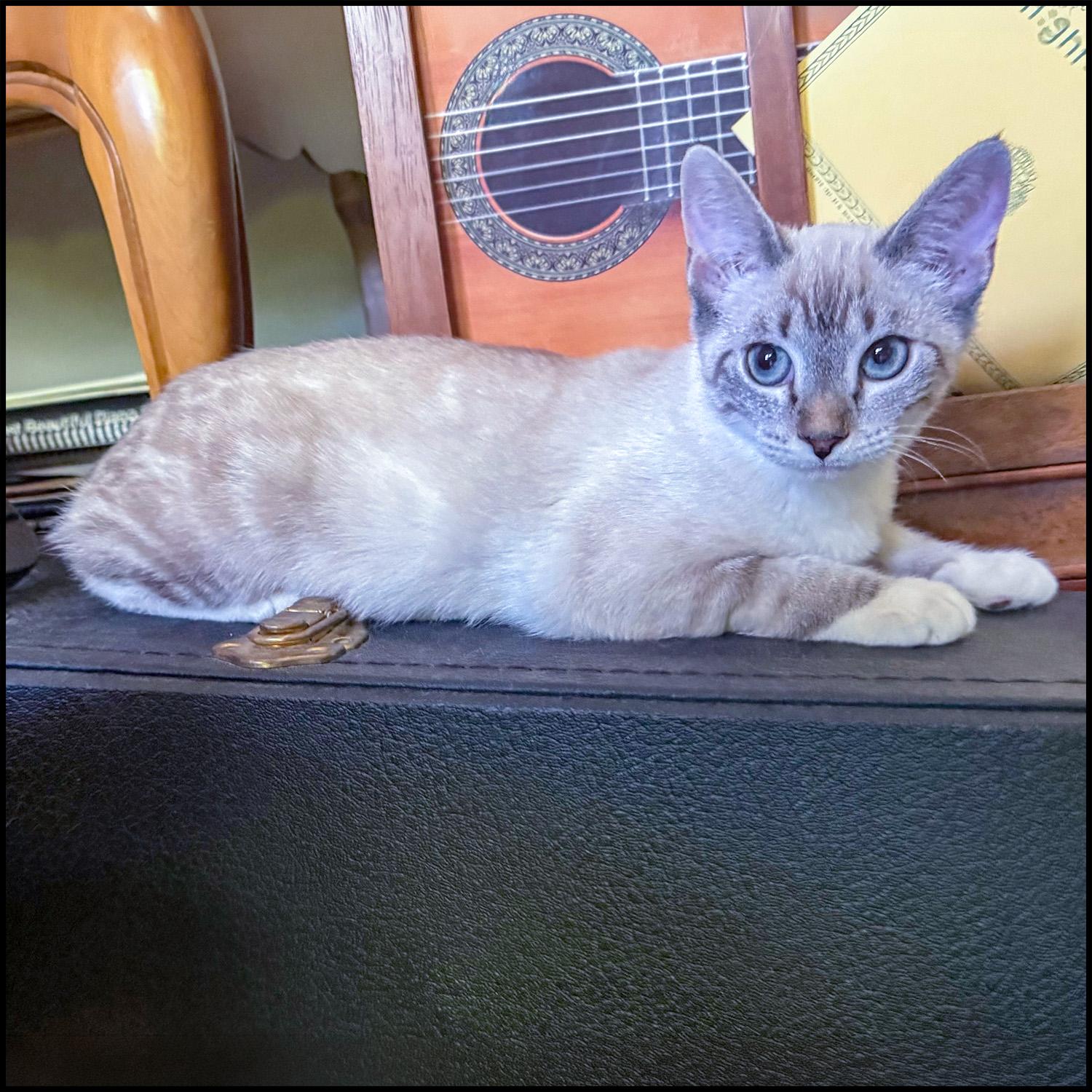 Enlarge Elsa, a ADOPTABLE mixed breed in Roswell, GA image 1/4