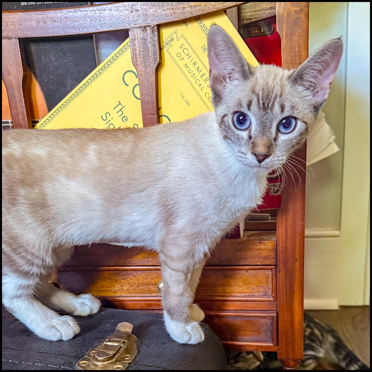Enlarge Elsa, a ADOPTABLE mixed breed in Roswell, GA image 2/4