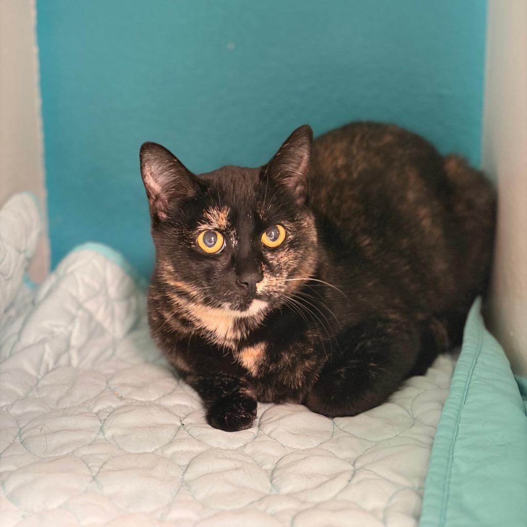 Tali, Adoptable, Young Female Domestic Short Hair.