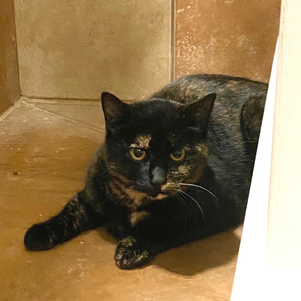 Tali, Adoptable, Young Female Domestic Short Hair.