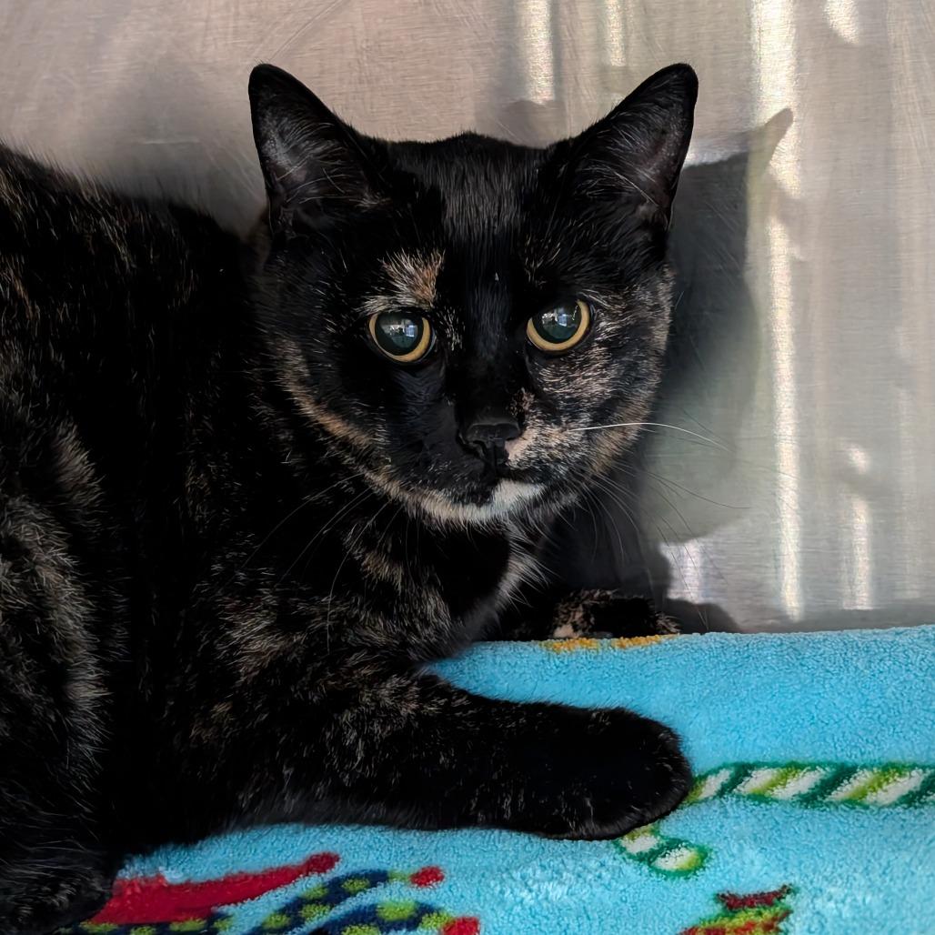 Tali, a Adoptable Domestic Short Hair in Spokane, WA image 2/2