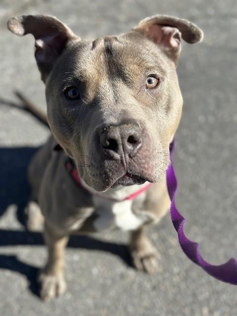 LUTHER, Adoptable, Young Male American Staffordshire Terrier.
