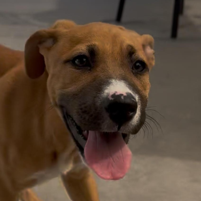 Pepper, a Adopted mixed breed in Westminster, CO image 2/5