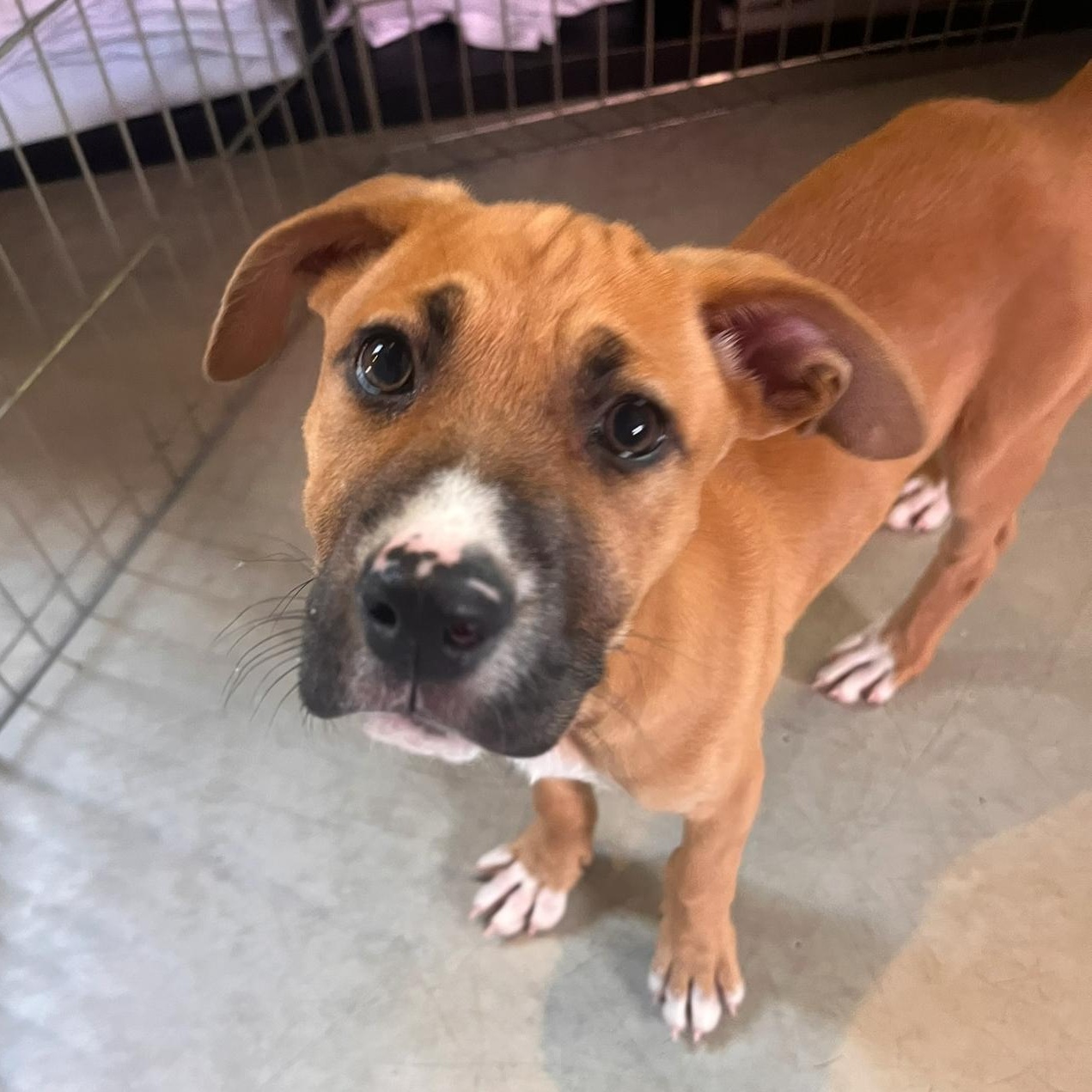 Pepper, Adopted, Puppy Female Black Mouth Cur & Boxer.