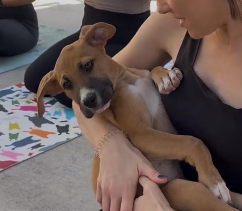 Pepper, a Adopted mixed breed in Westminster, CO image 5/5