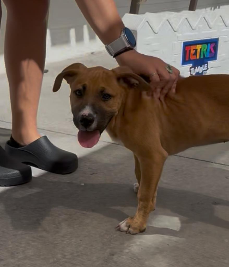 Pepper, a Adopted mixed breed in Westminster, CO image 3/5